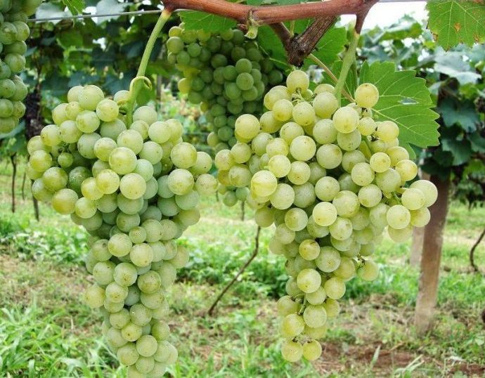 A Revolução dos Vinhos de Inverno no Centro-Oeste Brasileiro