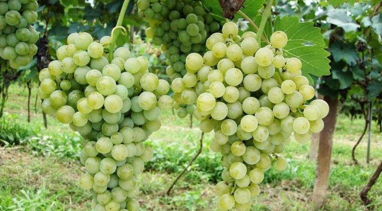 A Revolução dos Vinhos de Inverno no Centro-Oeste Brasileiro A Revolução dos Vinhos de Inverno no Centro-Oeste Brasileiro