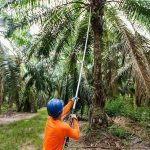 Daabon Adquire Operações da Agropalma no Pará e Expande seus Negócios no Brasil