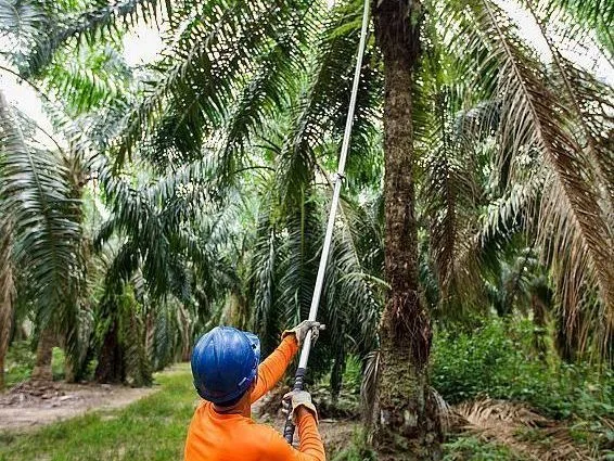 Daabon Adquire Operações da Agropalma no Pará e Expande seus Negócios no Brasil