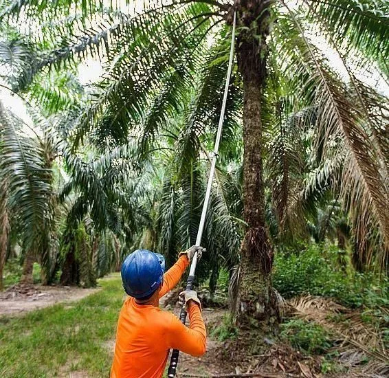 Daabon Adquire Operações da Agropalma no Pará e Expande seus Negócios no Brasil