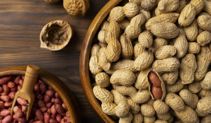 Produção de Amendoim no Brasil: Expectativas para a Safra 2025/26 Produção de Amendoim no Brasil: Expectativas para a Safra 2025/26