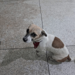 Cão com gravata emociona moradores em Castilho