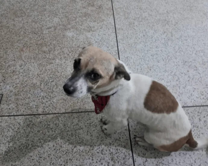Cão com gravata emociona moradores em Castilho