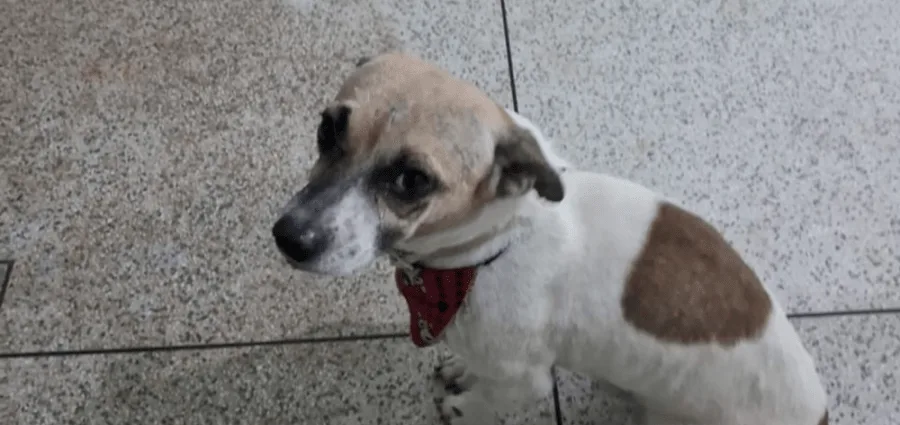 Cão com gravata emociona moradores em Castilho Cão com gravata emociona moradores em Castilho