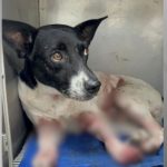 Aumento Alarmante de Maus-Tratos a Animais no Rio de Janeiro