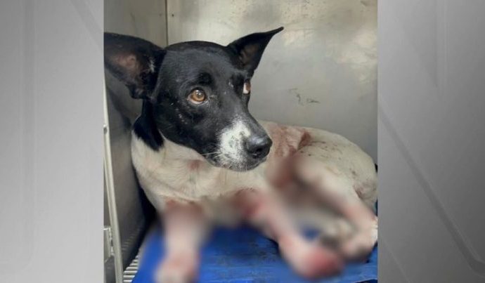 Aumento Alarmante de Maus-Tratos a Animais no Rio de Janeiro