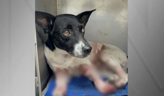 Aumento Alarmante de Maus-Tratos a Animais no Rio de Janeiro