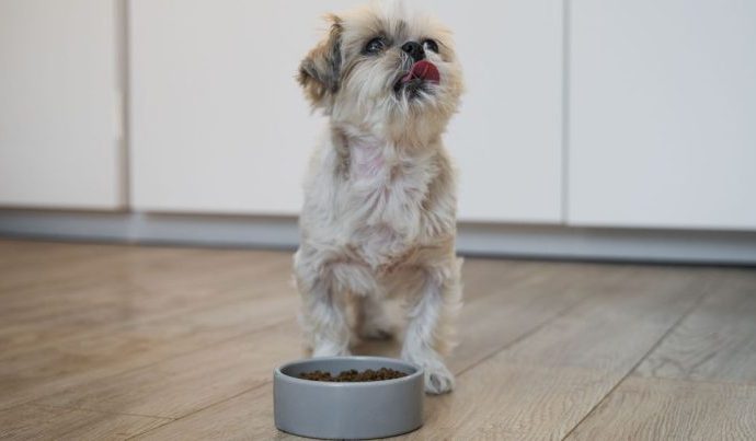 Guia Completo para Escolher a Alimentação Adequada para Cães e Gatos