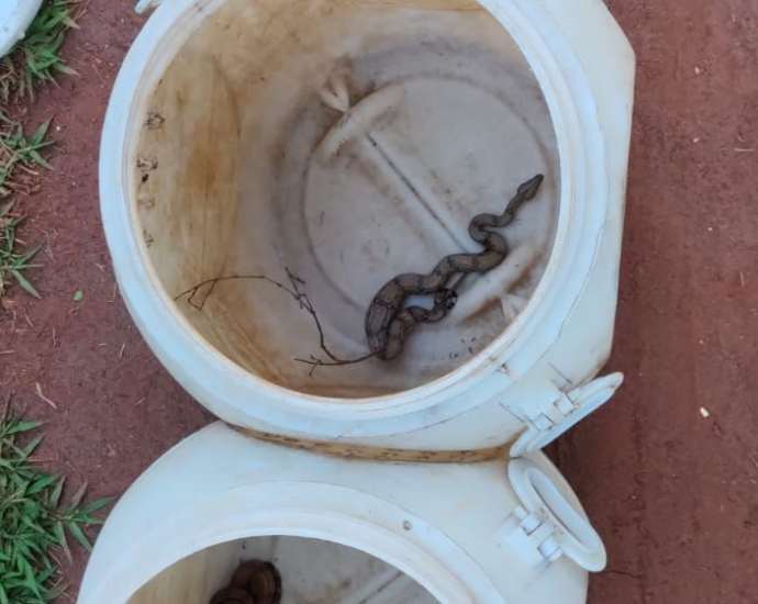 Resgate de Jiboias em Campo Grande: Ação da Polícia Militar Ambiental