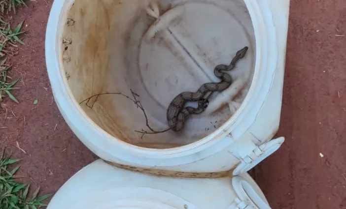 Resgate de Jiboias em Campo Grande: Ação da Polícia Militar Ambiental