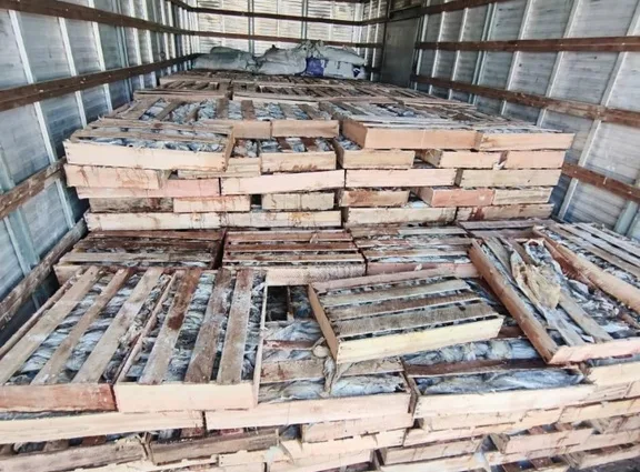 PRF Apreende 9 Toneladas de Peixes Transportados Irregularmente na BR-116 em Milagres (BA)