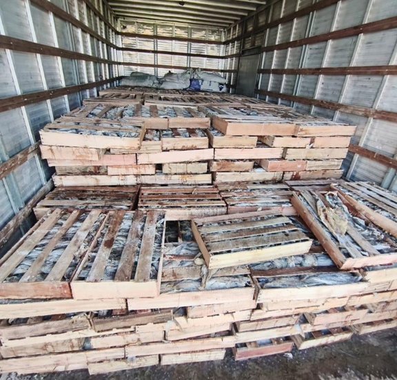 PRF Apreende 9 Toneladas de Peixes Transportados Irregularmente na BR-116 em Milagres (BA)