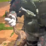 Resgate de Jiboia em Campo Grande: Ação da Polícia Militar Ambiental