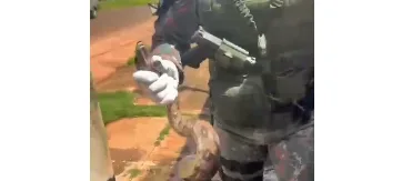 Resgate de Jiboia em Campo Grande: Ação da Polícia Militar Ambiental