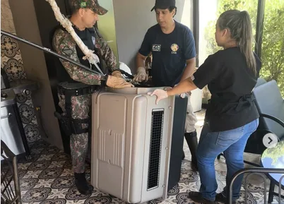 PMA Resgata Macaco-Prego em Residência de Campo Grande