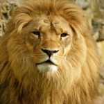 Imposto de Renda 2026: Novidades sobre Isenção de Investimentos