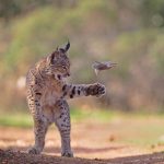 Lince-Ibérico Brincando com Presa Conquista Prêmio de Fotografia de Vida Selvagem