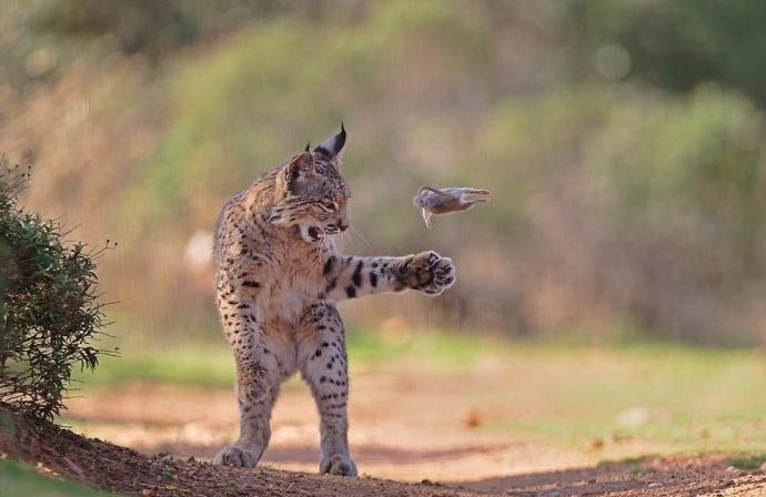 Lince-Ibérico Brincando com Presa Conquista Prêmio de Fotografia de Vida Selvagem Lince-Ibérico Brincando com Presa Conquista Prêmio de Fotografia de Vida Selvagem