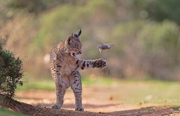 Lince-Ibérico Brincando com Presa Conquista Prêmio de Fotografia de Vida Selvagem
