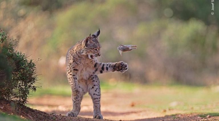 Lince-Ibérico Brincando com Presa Conquista Prêmio de Fotografia de Vida Selvagem Lince-Ibérico Brincando com Presa Conquista Prêmio de Fotografia de Vida Selvagem