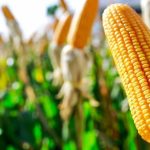 Situação da Umidade do Solo e Expectativas para o Milho Safrinha no Brasil