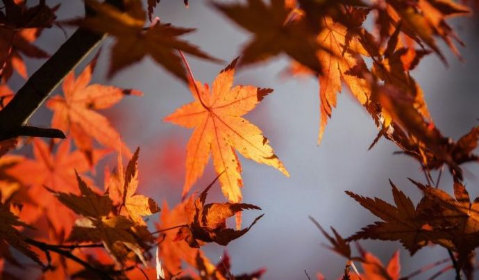 Outono: Simbologia e Introspecção na Estação da Transição Outono: Simbologia e Introspecção na Estação da Transição