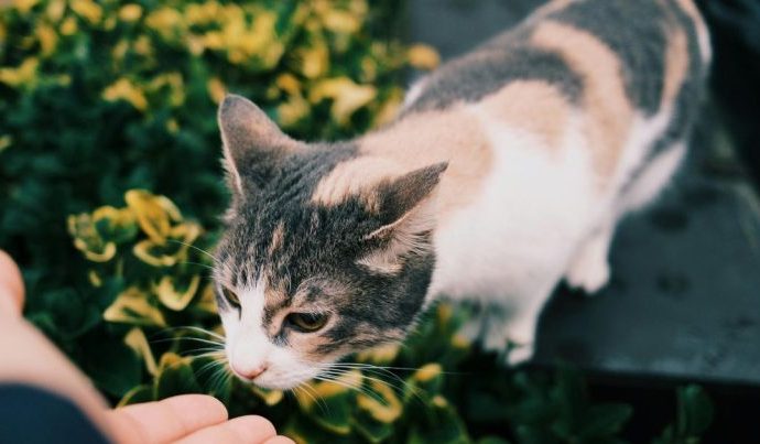 A Simpatia dos Gatos: Entenda a Trend que Promete Prosperidade