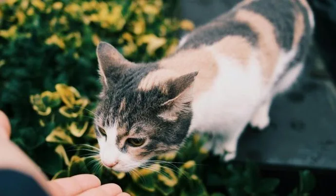 A Simpatia dos Gatos: Entenda a Trend que Promete Prosperidade