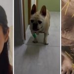 Cães de Sthefany Brito Envolvem-se em Conflito com Porco-Espinho e Um Deles Precisa de Internação