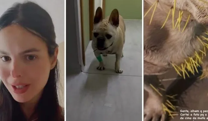 Cães de Sthefany Brito Envolvem-se em Conflito com Porco-Espinho e Um Deles Precisa de Internação