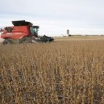 Soja enfrenta leve queda em Chicago, enquanto milho e trigo apresentam alta