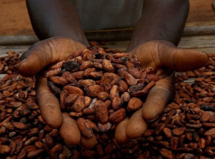 Aumento na Moagem de Cacau da Costa do Marfim em Fevereiro de 2023 Aumento na Moagem de Cacau da Costa do Marfim em Fevereiro de 2023