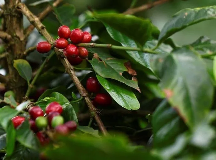 Queda nos Preços do Café: Expectativas de Safra Recorde no Brasil