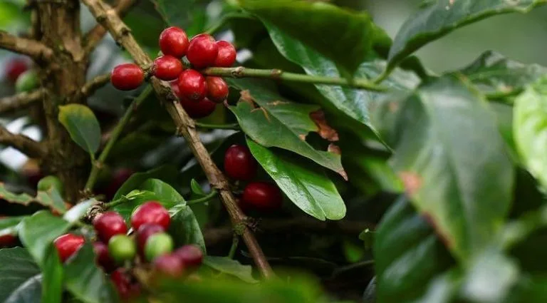 Queda nos Preços do Café: Expectativas de Safra Recorde no Brasil Queda nos Preços do Café: Expectativas de Safra Recorde no Brasil