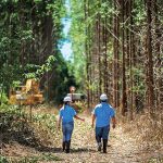 Suzano abre seleção para colheita florestal em MS: oportunidade de emprego em Água Clara, Bataguassu e Três Lagoas