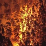 Incêndios florestais levam a evacuação de moradores no norte do Japão