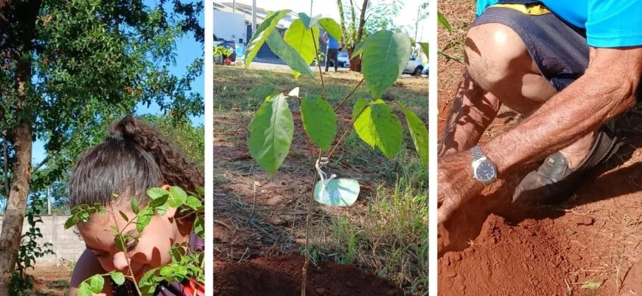 AÇÃO AMBIENTAL EM CASTILHO 47 MUDAS TRANSFORMAM BAIRRO