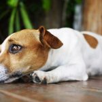 Ansiedade de Separação em Animais de Estimação: Como Ajudar Seu Pet