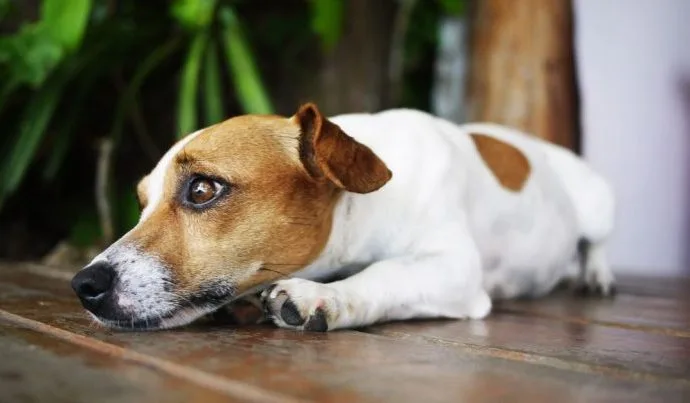 Ansiedade de Separação em Animais de Estimação: Como Ajudar Seu Pet