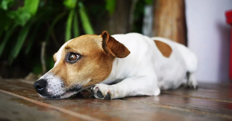 Ansiedade de Separação em Animais de Estimação: Como Ajudar Seu Pet