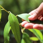 Bracell divulga Relatório de Sustentabilidade 2025 com avanços significativos