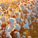 Mercado Externo Impulsiona Alta de Preços do Algodão em Pluma no Brasil