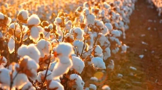 Mercado Externo Impulsiona Alta de Preços do Algodão em Pluma no Brasil