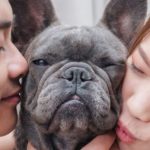 Novas Regras sobre Guarda Compartilhada de Animais em Casos de Divórcio