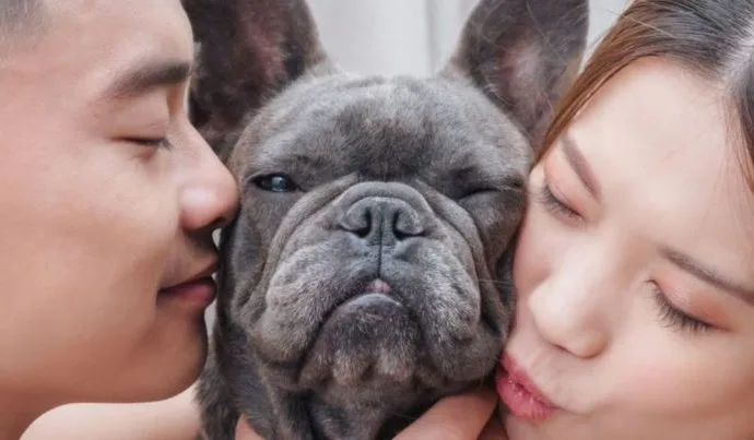 Novas Regras sobre Guarda Compartilhada de Animais em Casos de Divórcio
