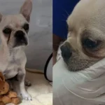 Tutora de buldogue que ingeriu crack é liberada pela Justiça em SC