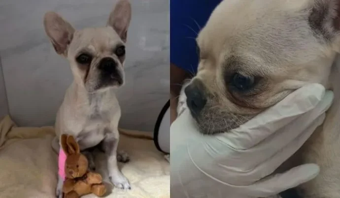Filhote de buldogue francês é resgatado após ingerir 55 pedras de crack em SC