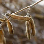 Festa do Pé de Soja Solteiro em Laguna Carapã Celebra Tradição e Tecnologia
