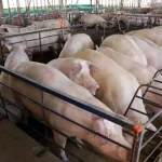 Mato Grosso do Sul Registra Crescimento de 50% na Suinocultura com Incentivos Superiores a R$ 300 Milhões